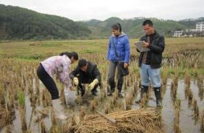 首次全国土壤普查：近两成耕地被污染