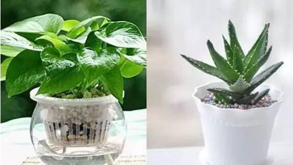 哪些植物除甲醛最好?植物真的可以除甲醛吗?